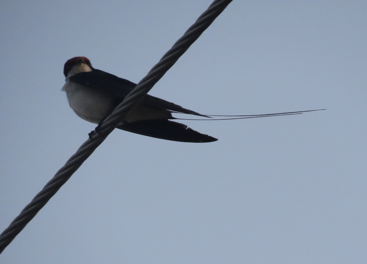 Wire-tailed Swallow - Gerry Hawkins