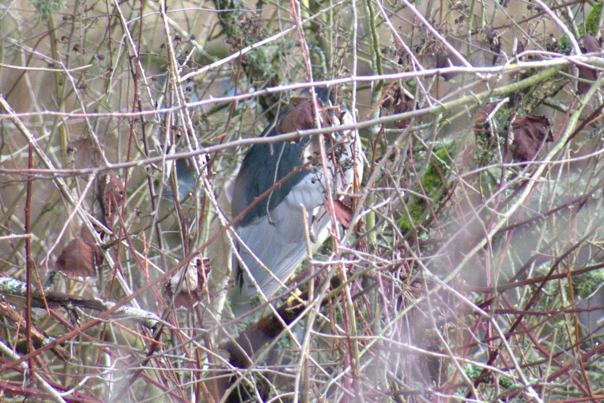 Black-crowned Night Heron - ML615192014