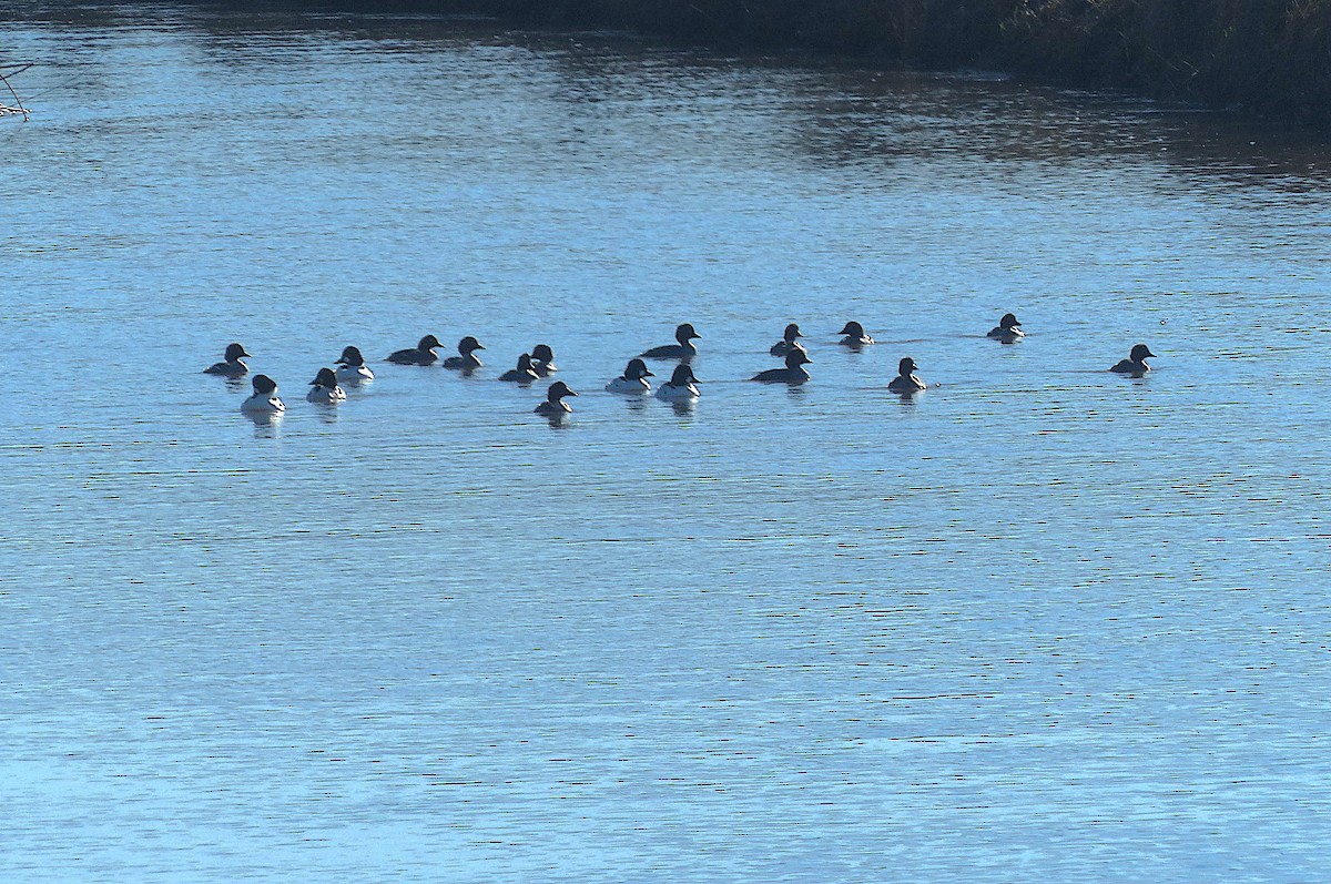 Common Goldeneye - ML615192025