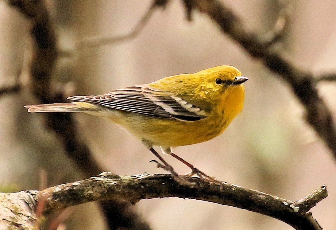 Pine Warbler - ML615192038