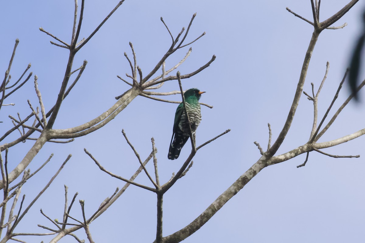 Asian Emerald Cuckoo - Stan Lilley
