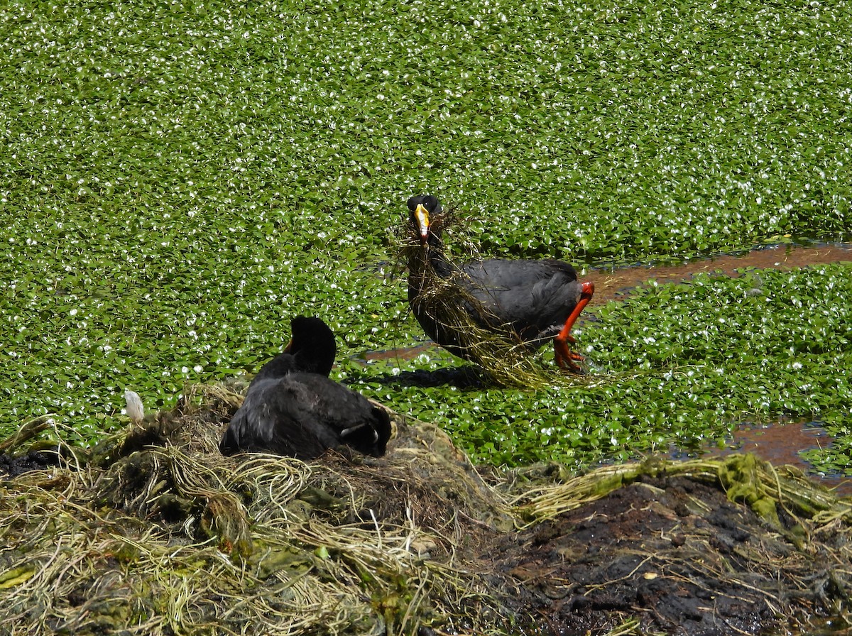 Giant Coot - ML615192110