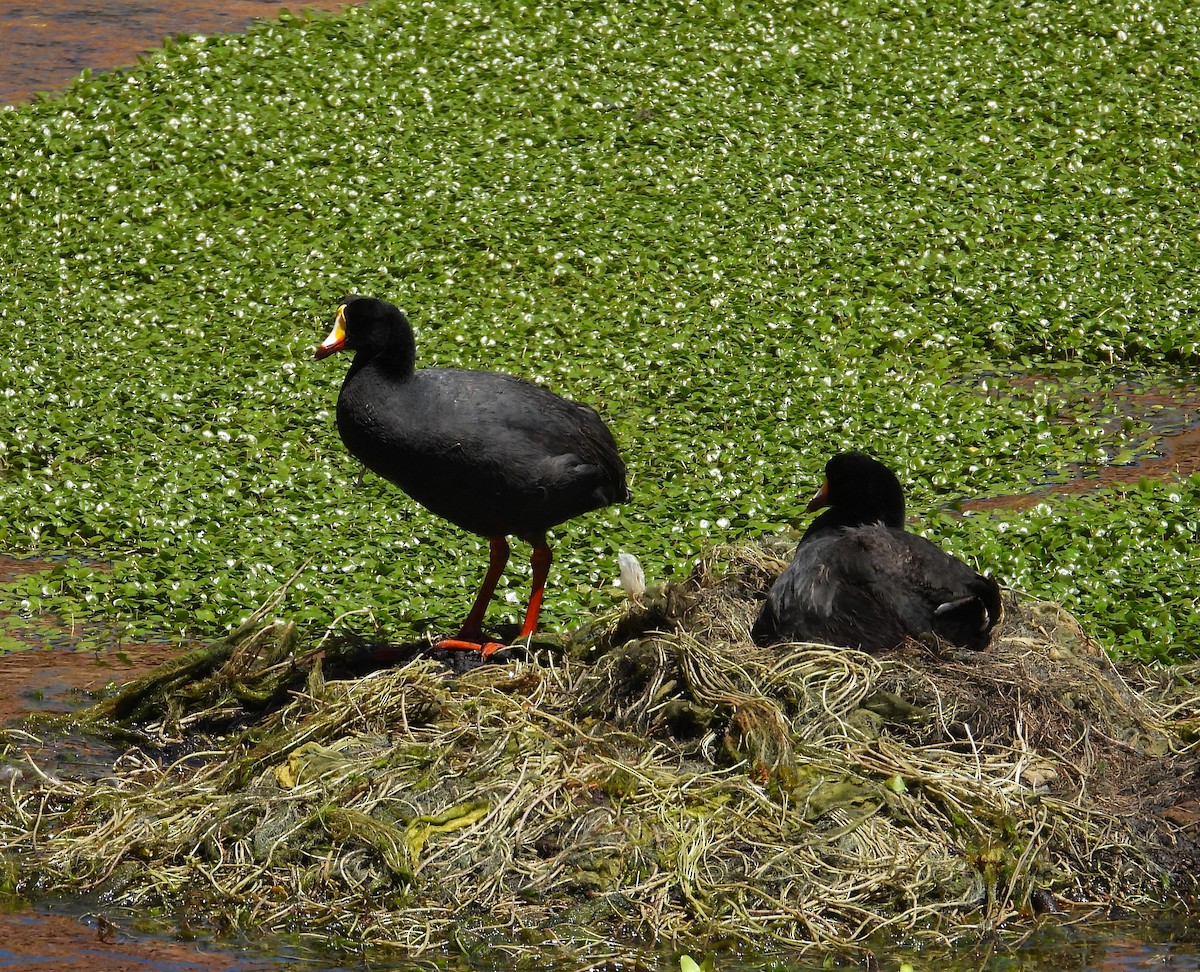 Giant Coot - ML615192111