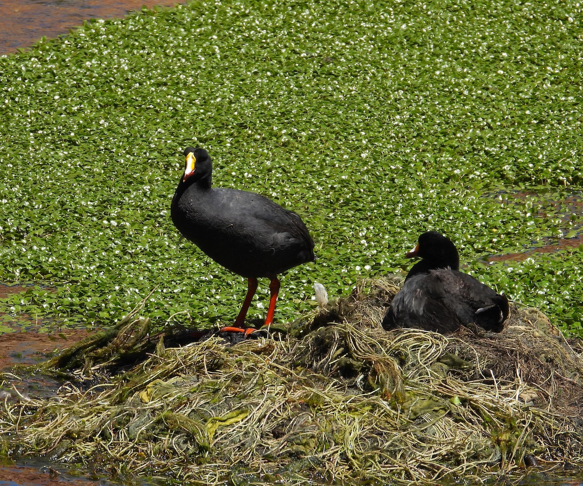 Giant Coot - ML615192112