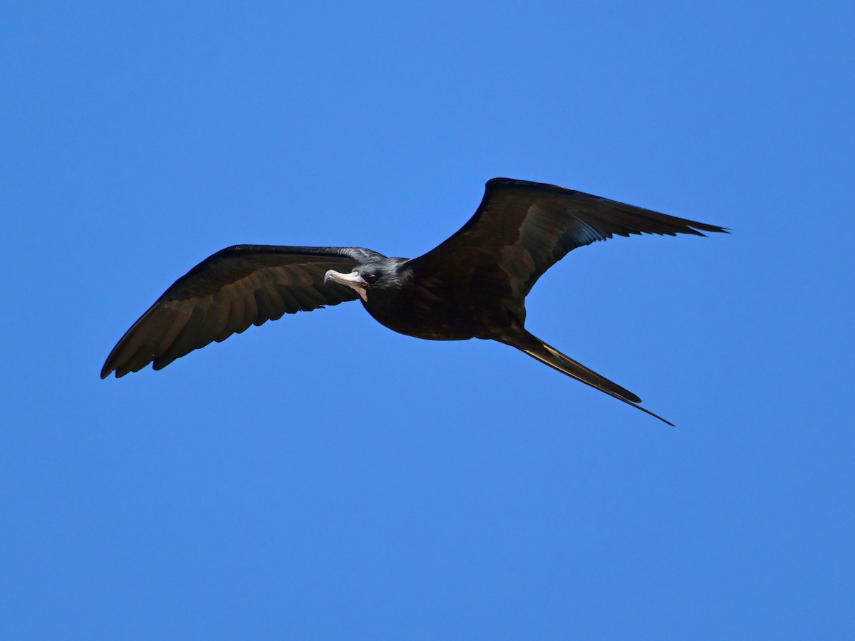 Magnificent Frigatebird - jerald britten
