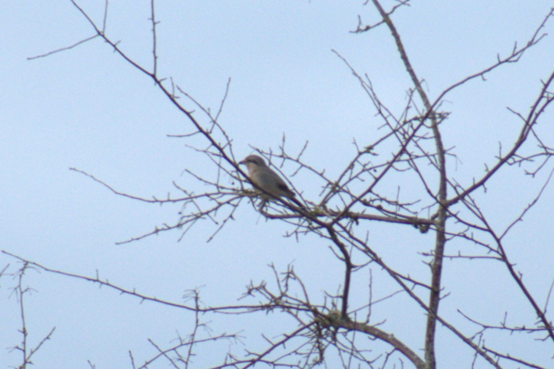 Northern Shrike - ML615192141