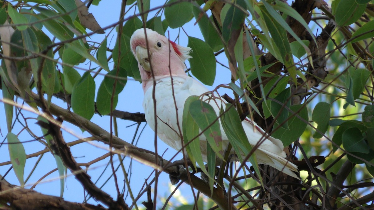 Pink Cockatoo - ML615192179