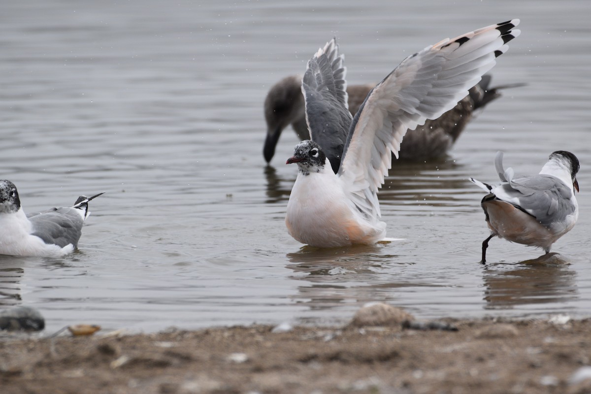 Franklin's Gull - Cristián Muñoz