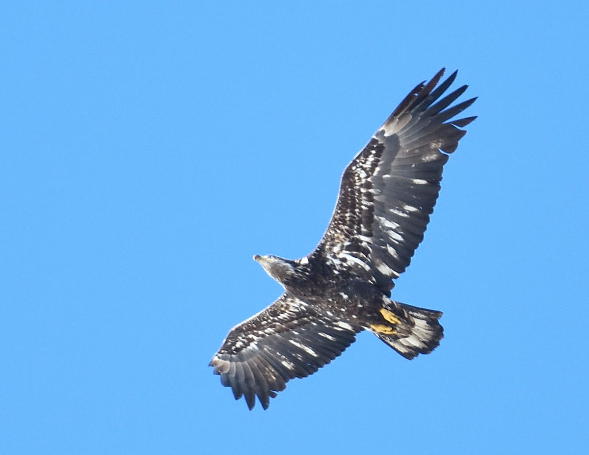 Bald Eagle - ML615192212