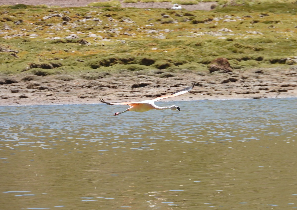 Chilean Flamingo - ML615192247