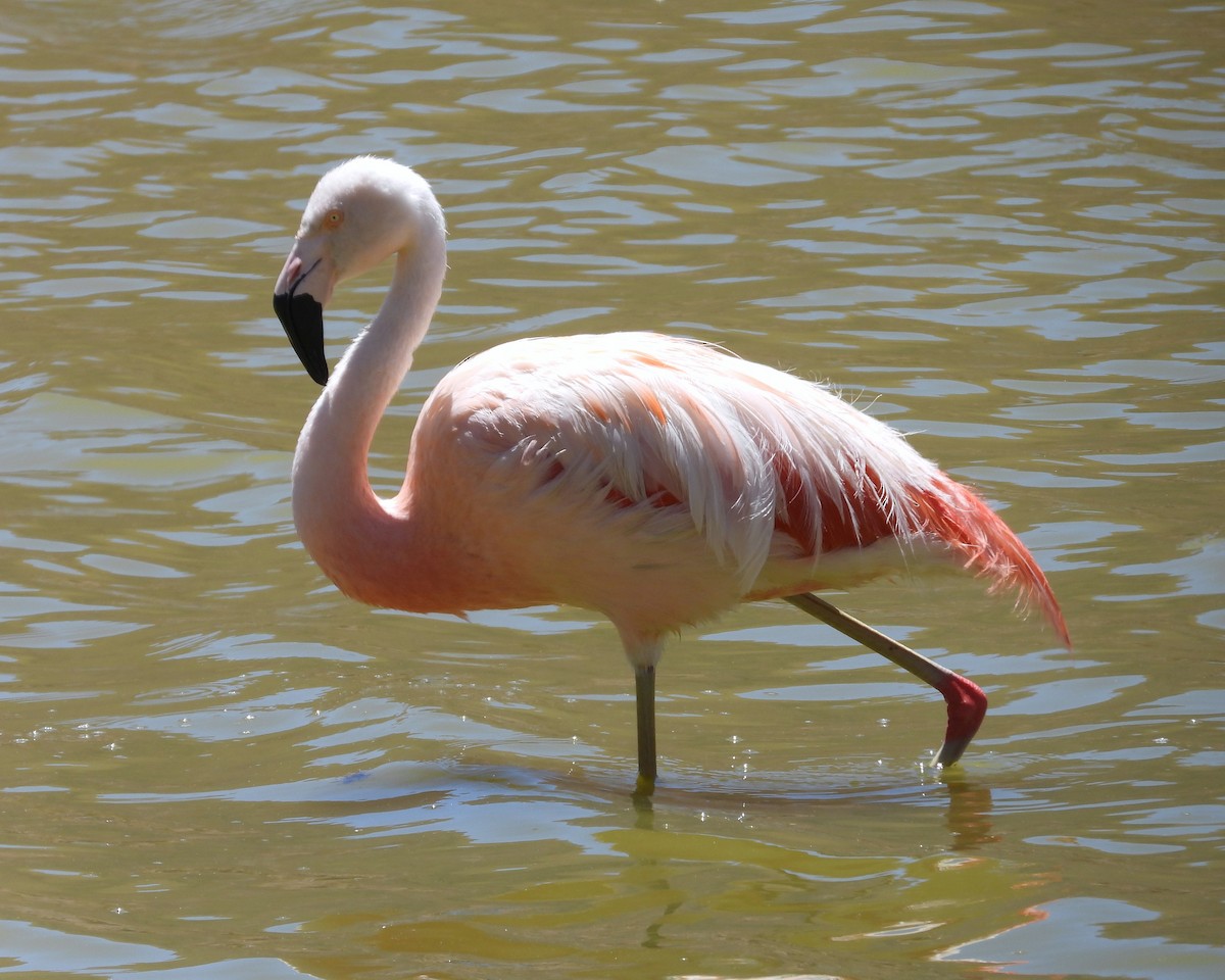Чилийский фламинго - ML615192251