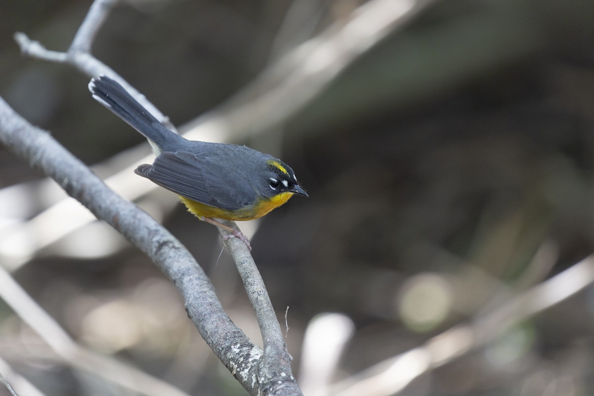 Fan-tailed Warbler - ML615192255