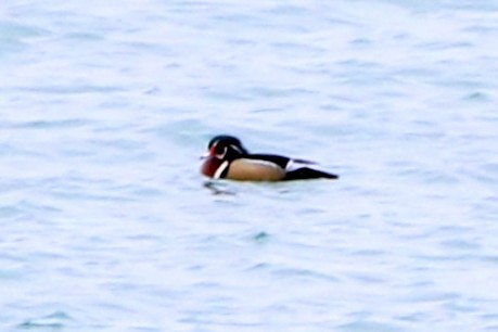 Wood Duck - ML615192283