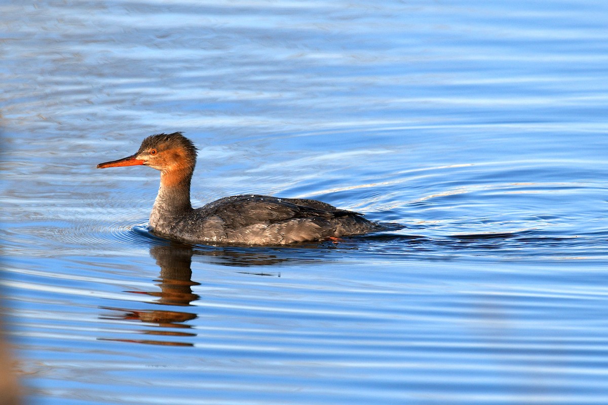 Red-breasted Merganser - ML615192284