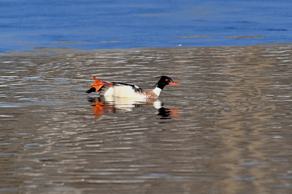 Red-breasted Merganser - Joel Trick