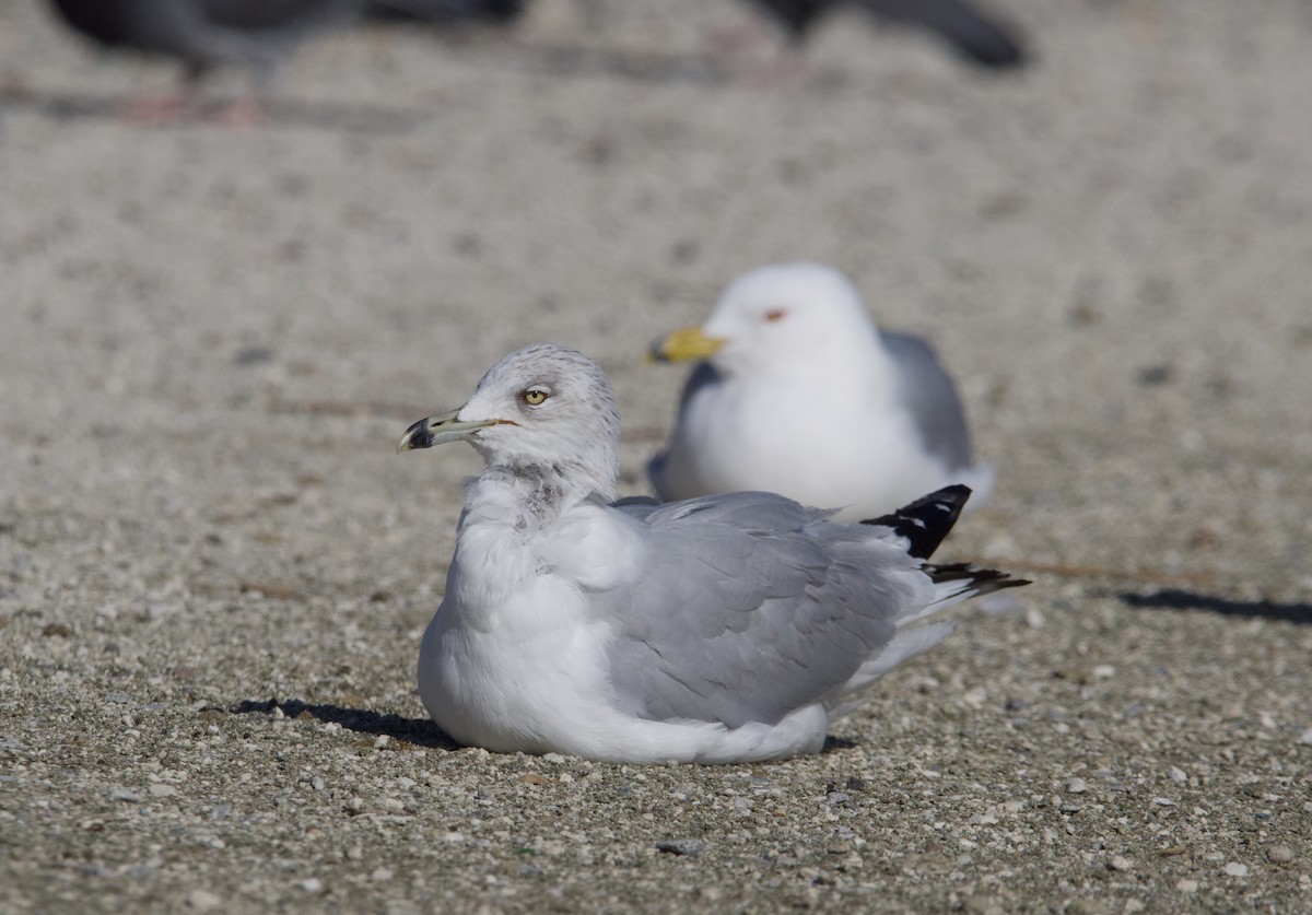 Herring Gull - ML615192357