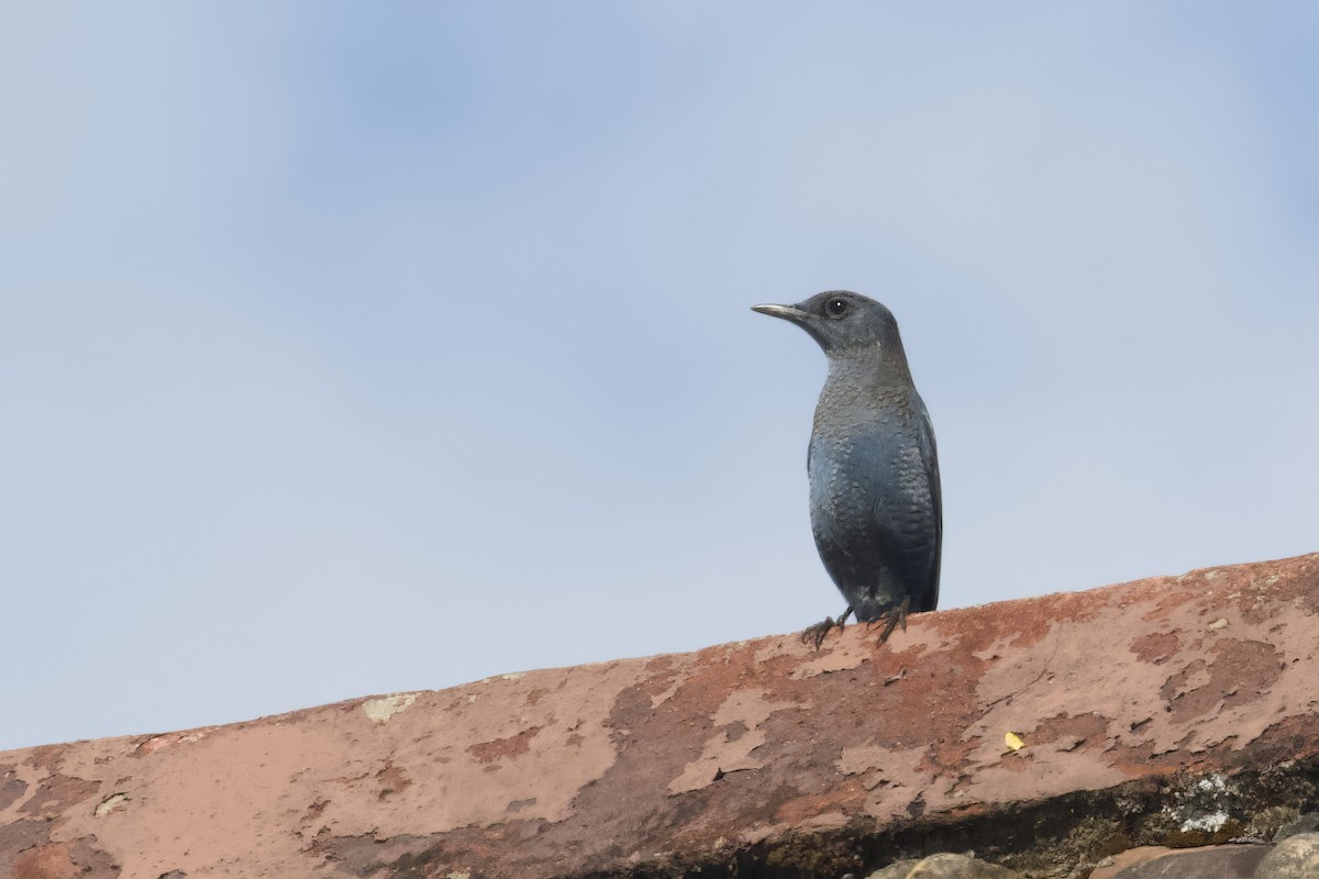 Blue Rock-Thrush (pandoo) - Stan Lilley