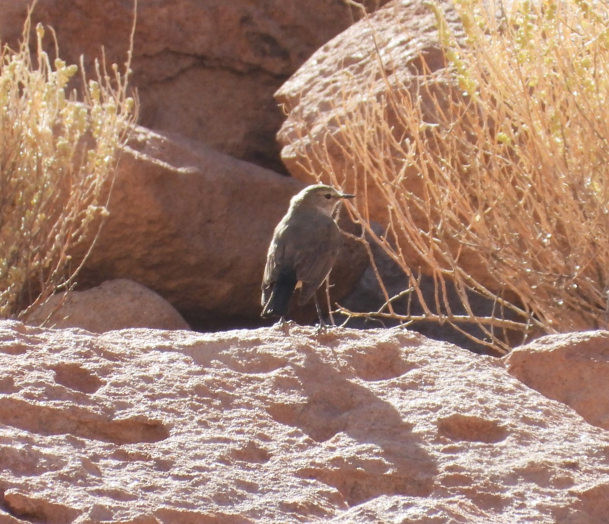 Spot-billed Ground-Tyrant - ML615192405