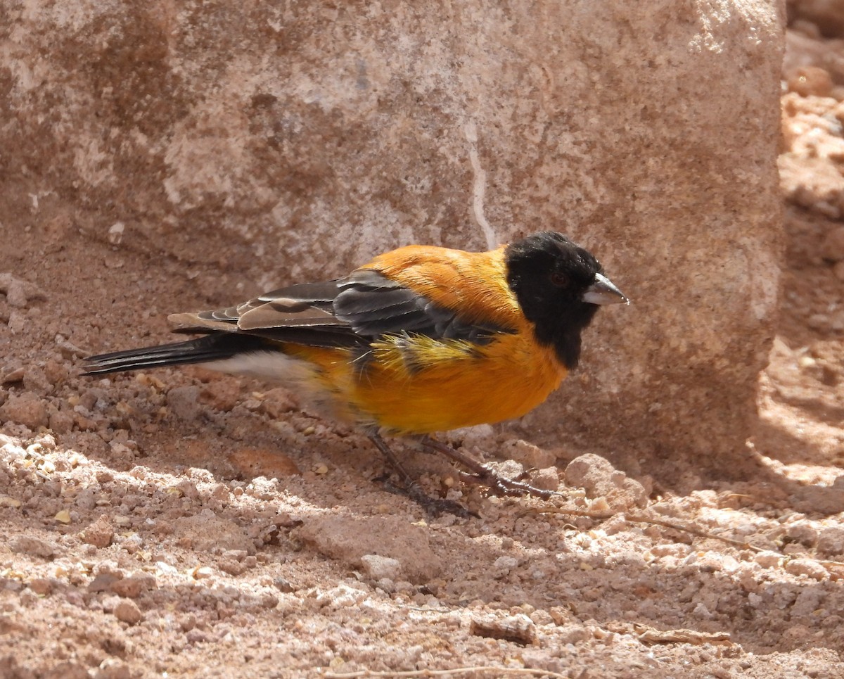 Black-hooded Sierra Finch - ML615192413