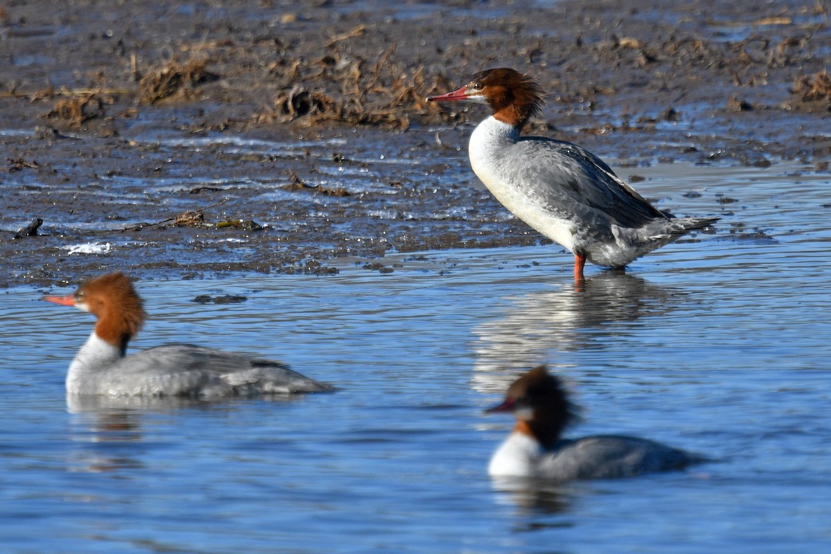 Common Merganser - ML615192422