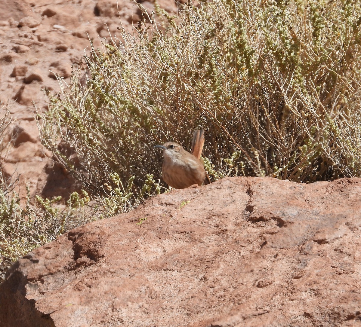 Straight-billed Earthcreeper - Adam Wilczek