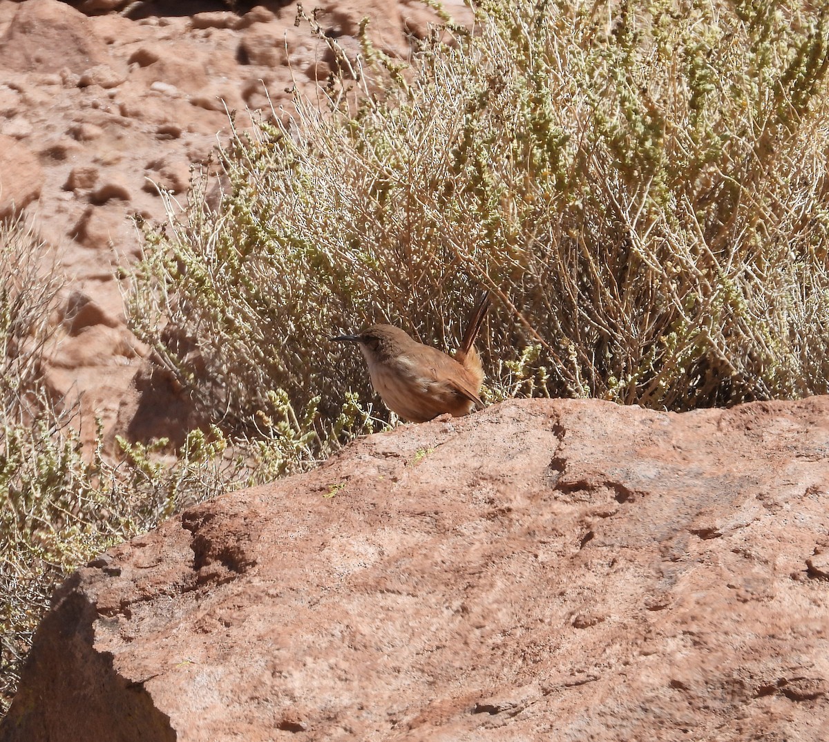 Straight-billed Earthcreeper - ML615192431