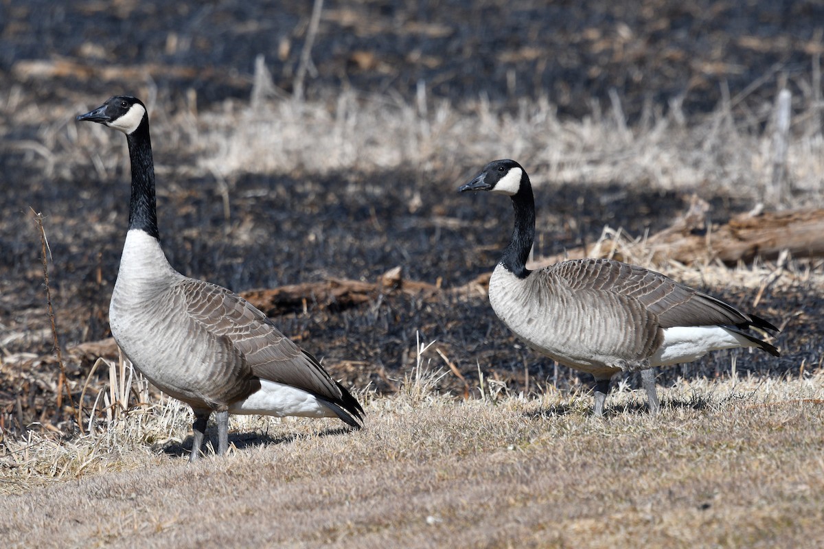 Canada Goose - ML615192437