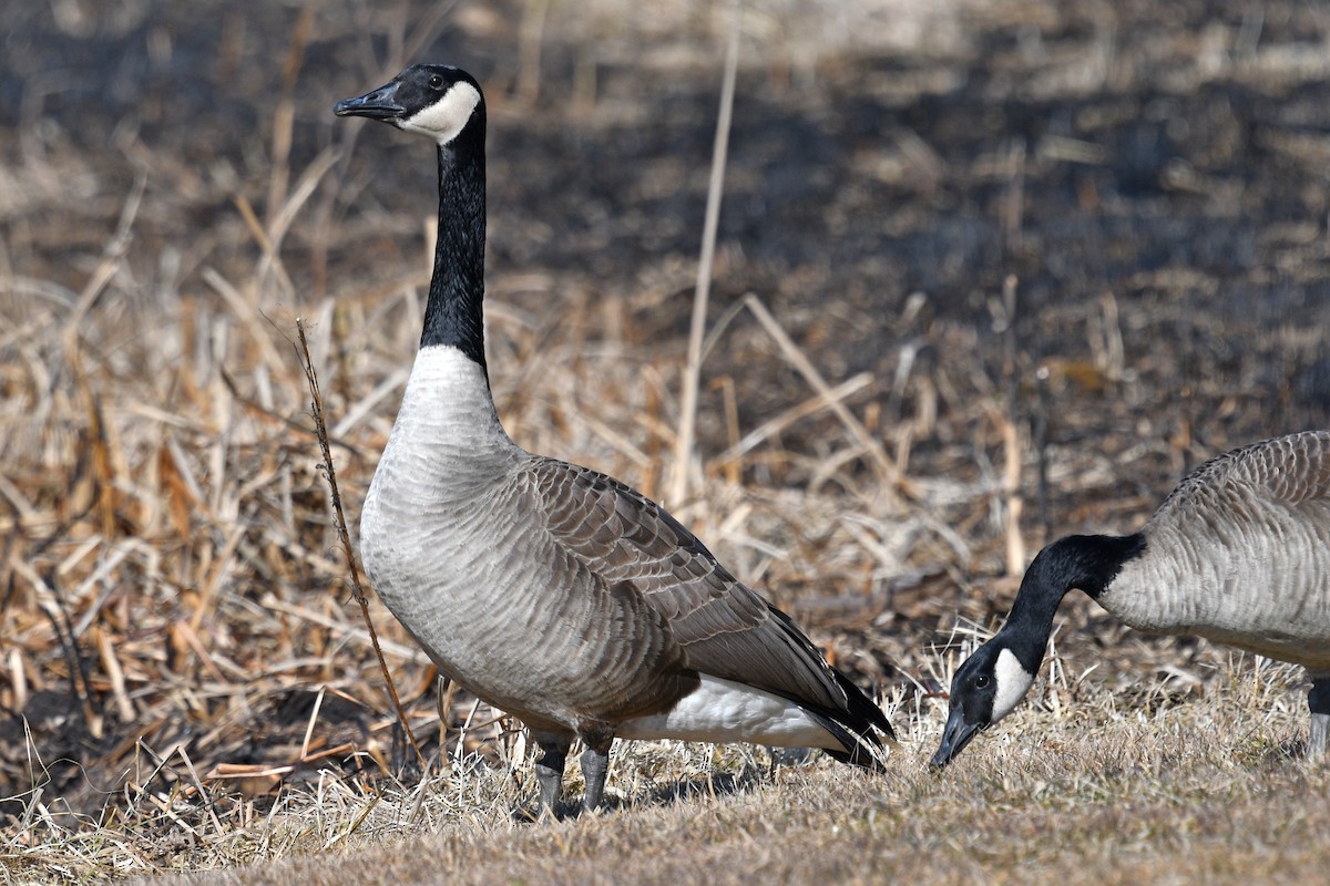 Canada Goose - ML615192441