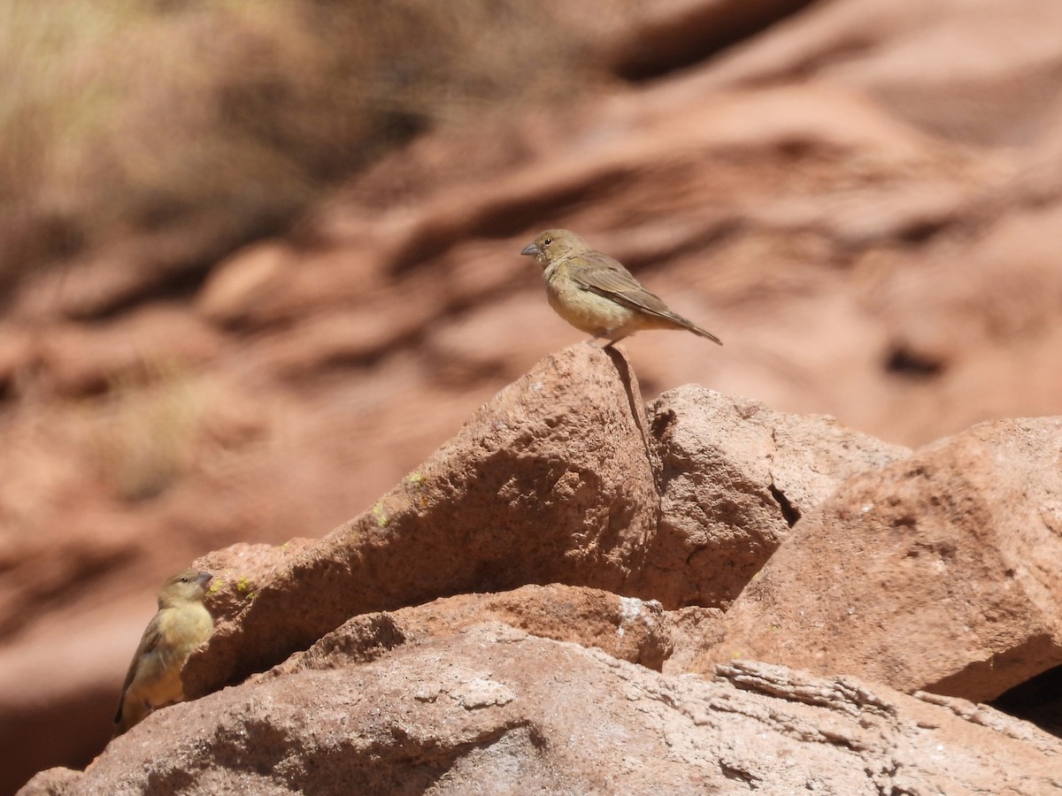 Greenish Yellow-Finch - ML615192444