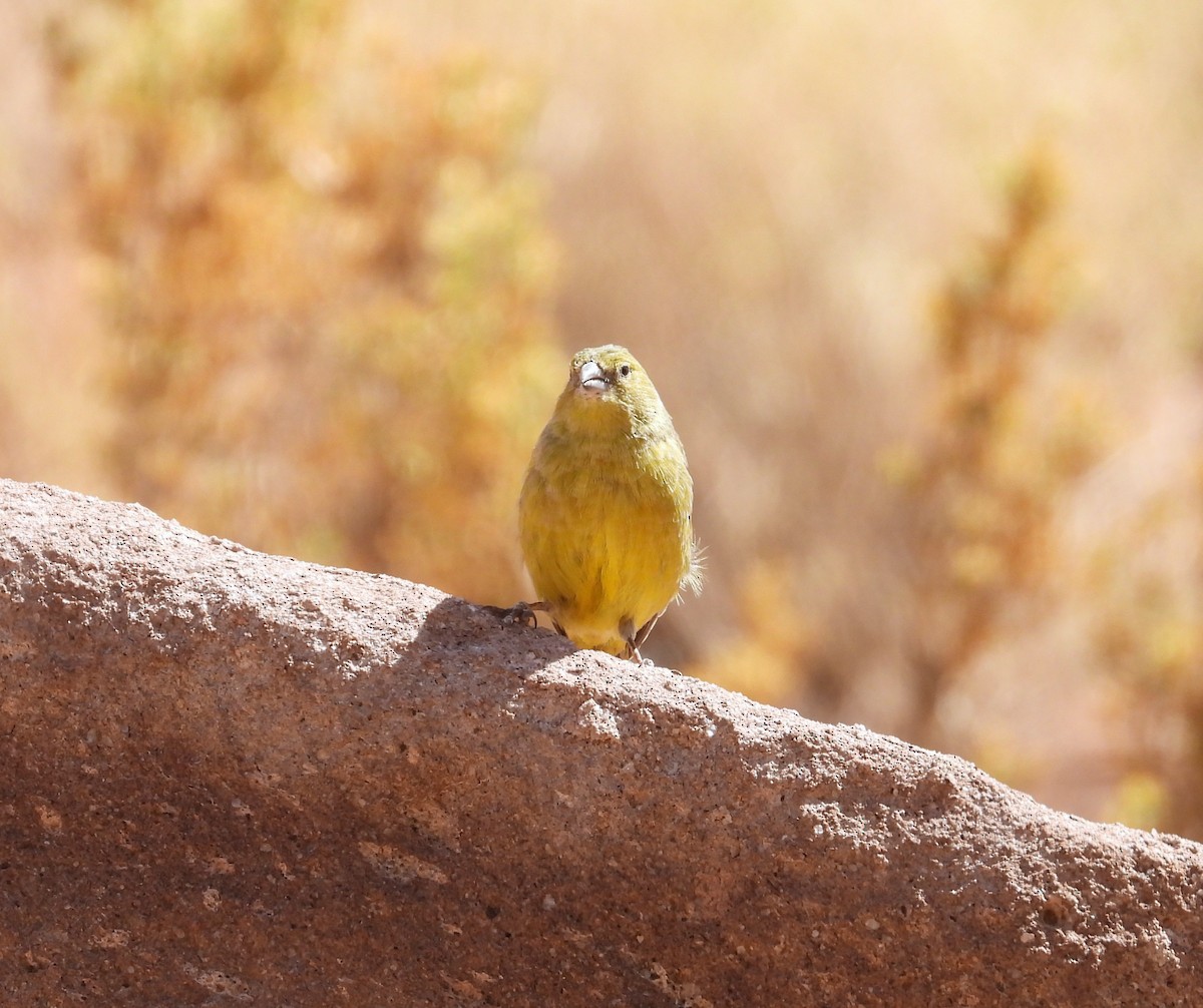 Greenish Yellow-Finch - ML615192445