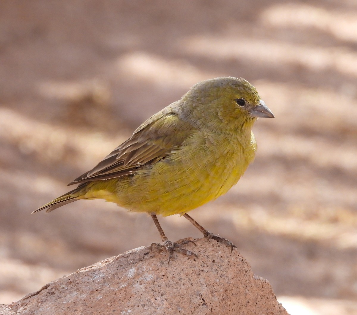 Greenish Yellow-Finch - ML615192446