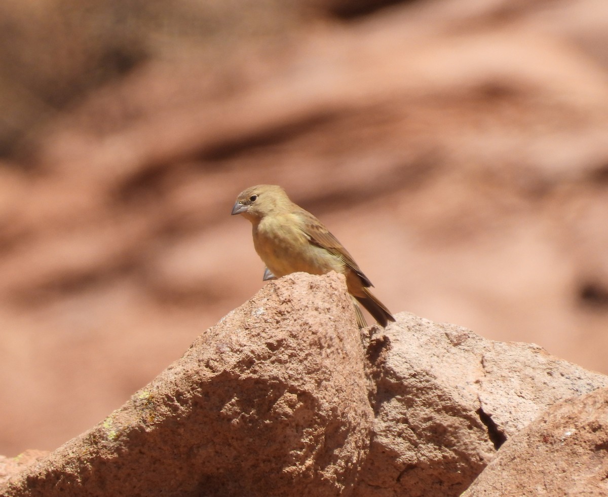 Greenish Yellow-Finch - Adam Wilczek