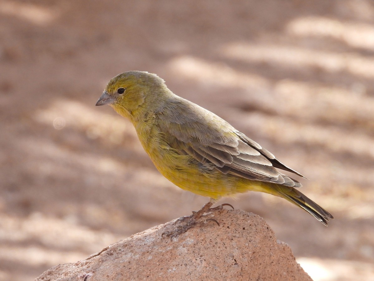 Greenish Yellow-Finch - ML615192448