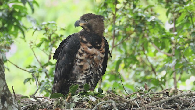 Aigle couronné - ML615192501