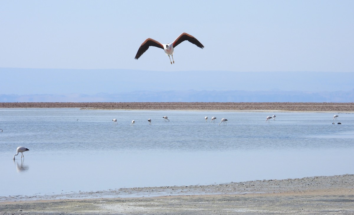 Andean Flamingo - ML615192565