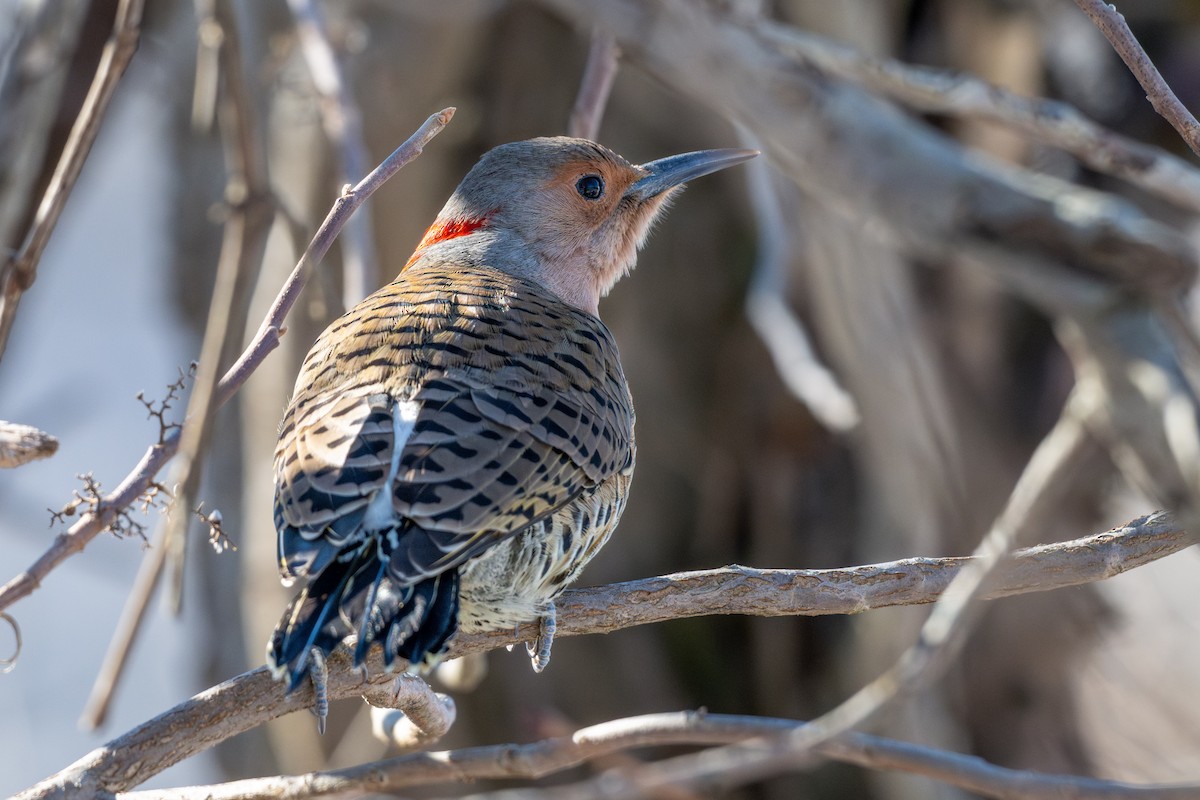 Northern Flicker - ML615192566