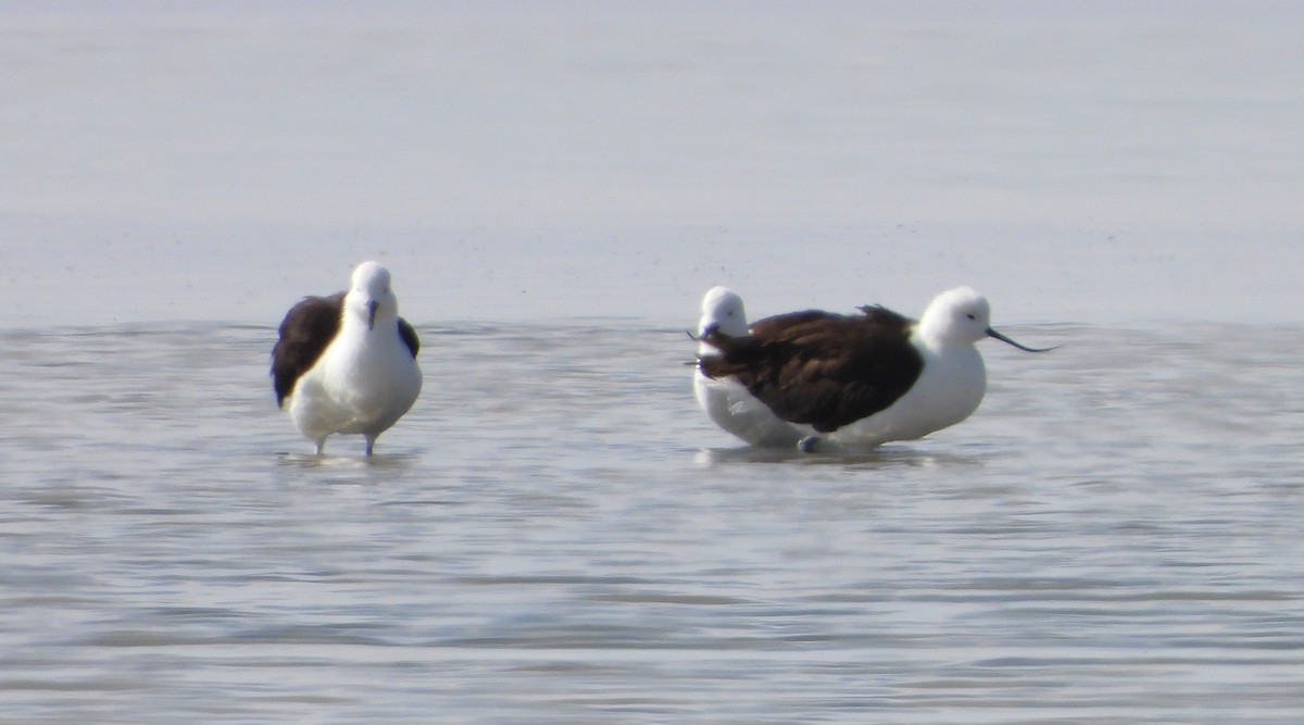 Andean Avocet - ML615192590