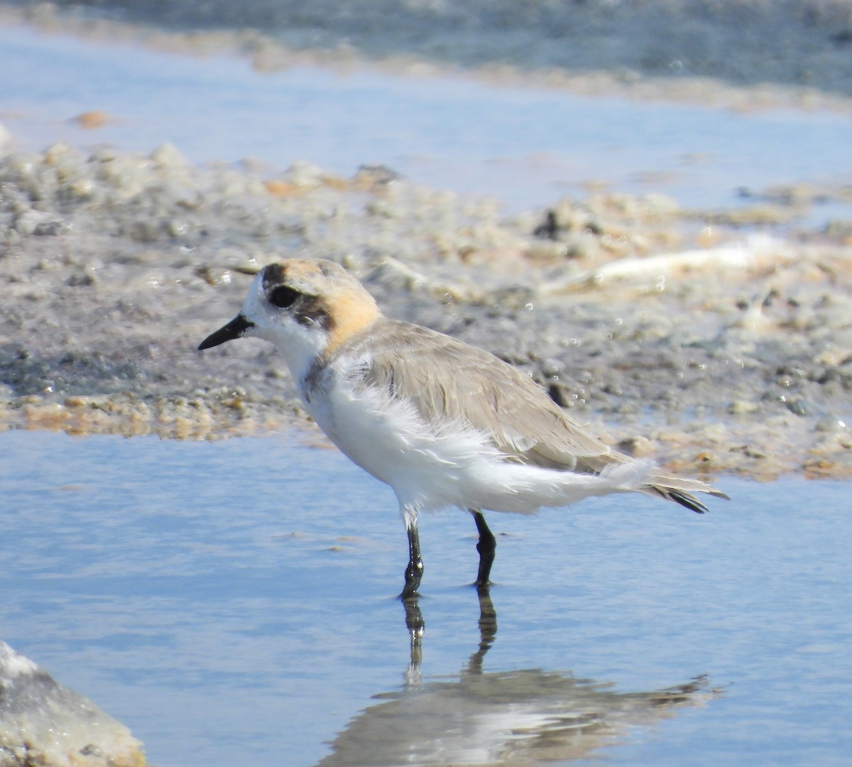 Puna Plover - ML615192598