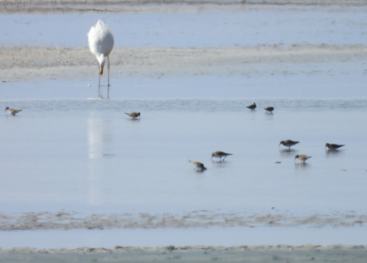 Baird's Sandpiper - ML615192637