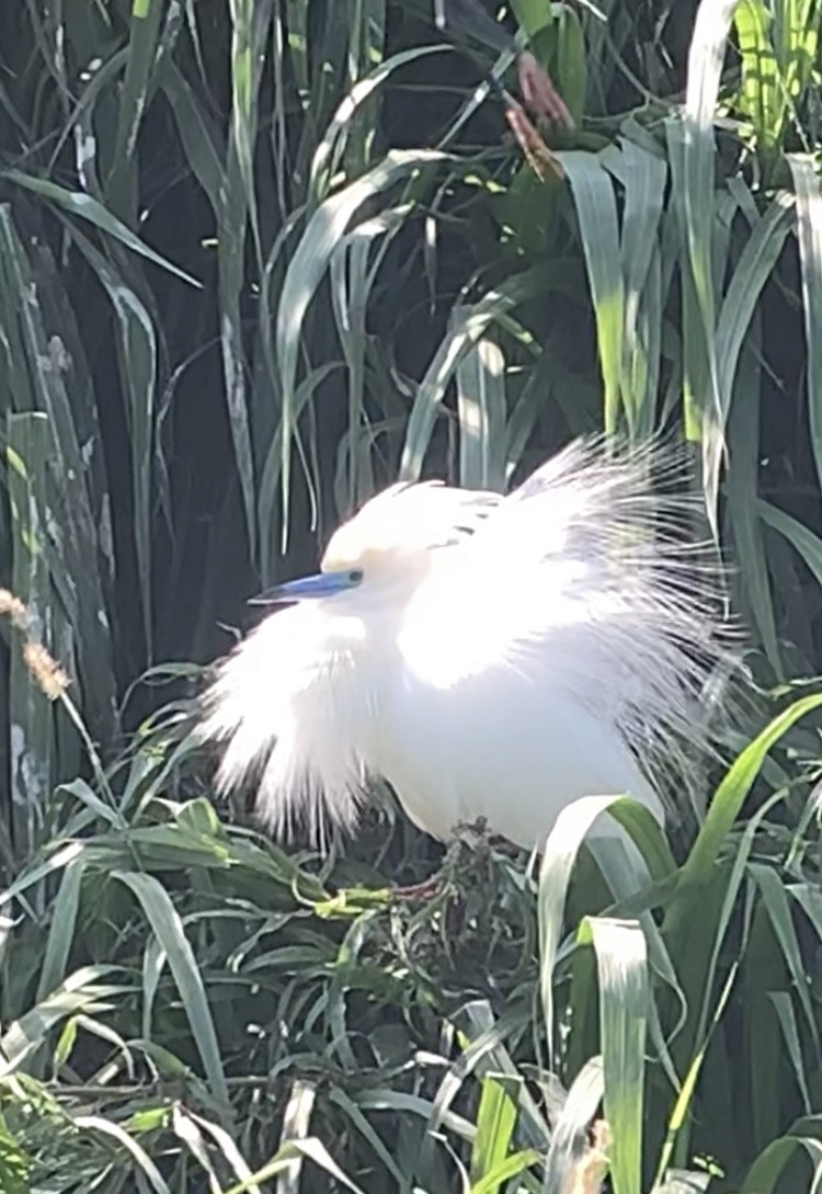 Malagasy Pond-Heron - Michele Burnat