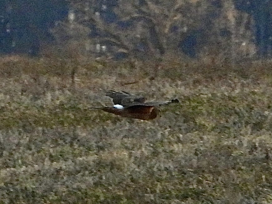 Northern Harrier - Cera Betke