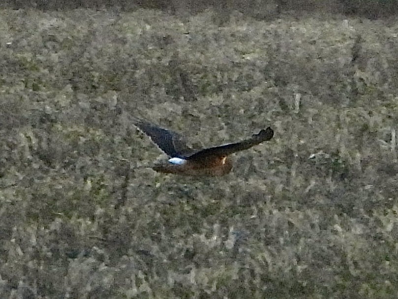 Northern Harrier - Cera Betke