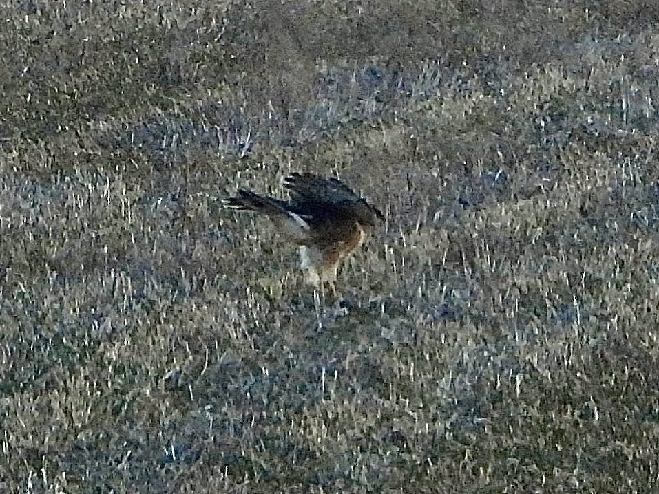 Northern Harrier - ML615192675