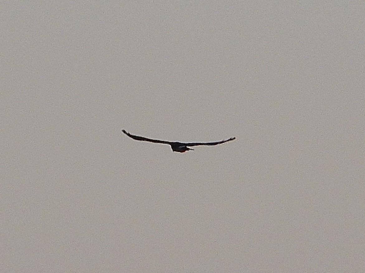 Northern Harrier - Cera Betke