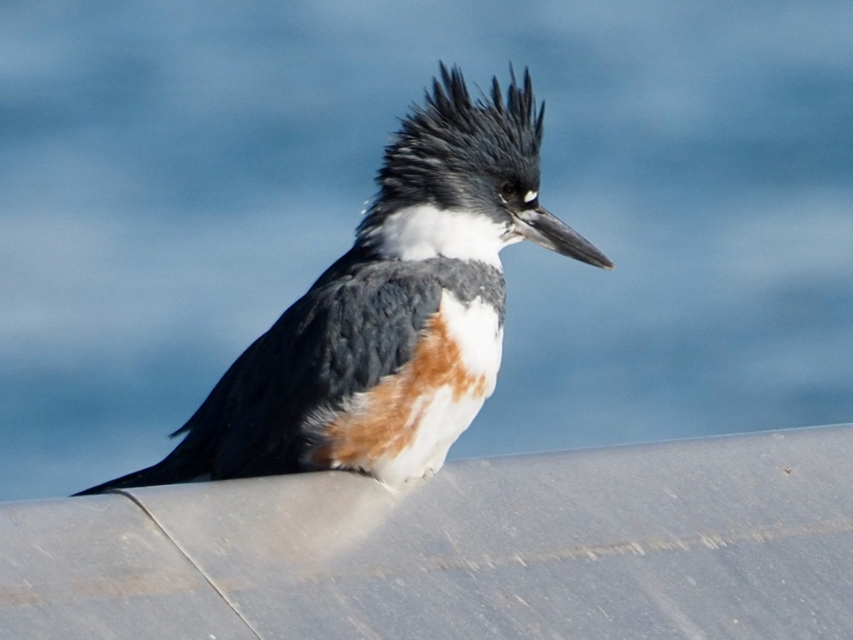 Belted Kingfisher - ML615192761