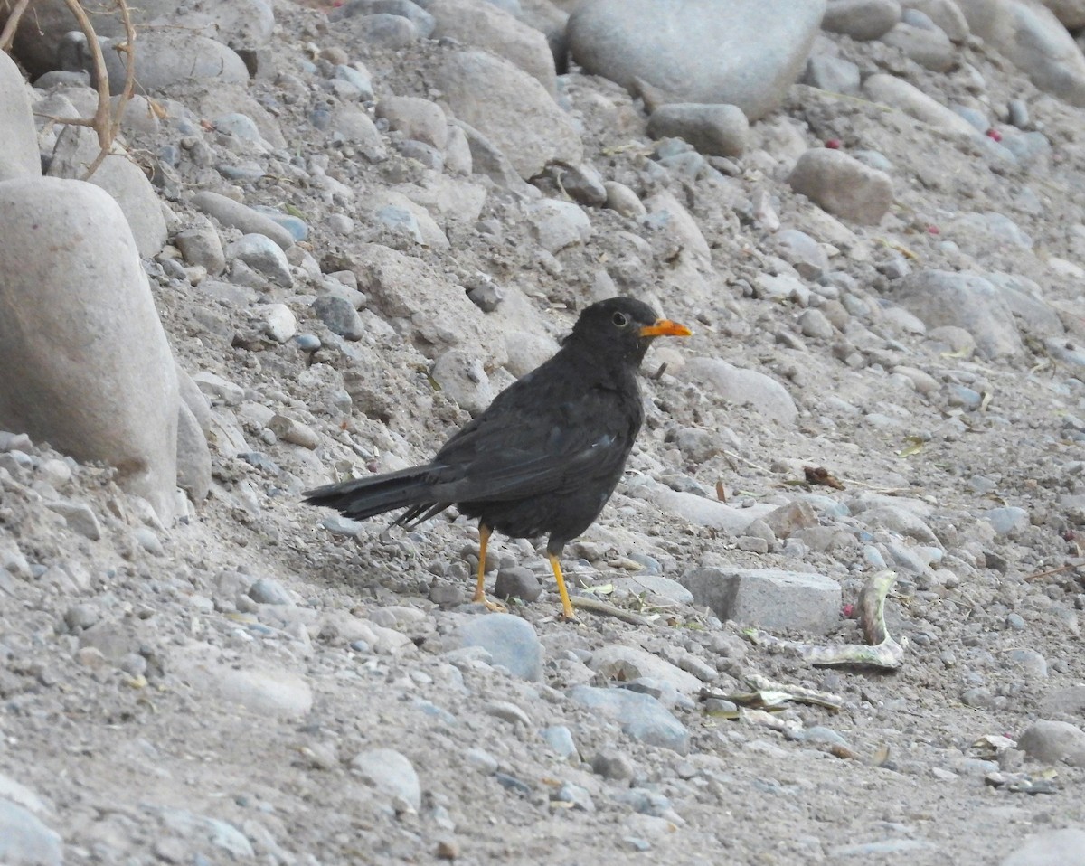 Chiguanco Thrush (anthracinus) - ML615192765