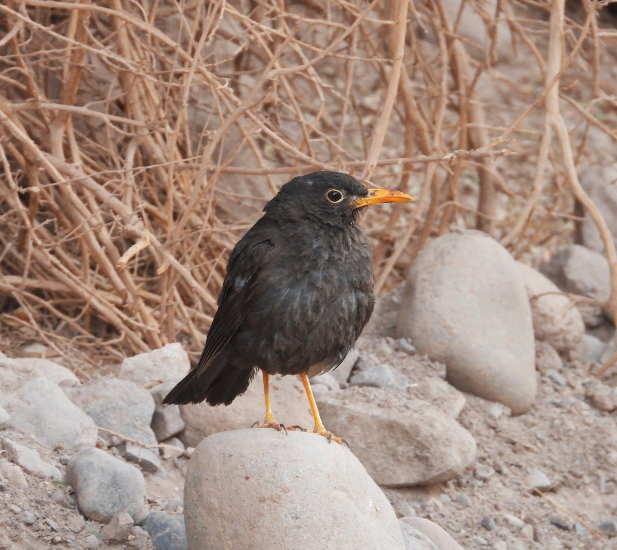 Chiguanco Thrush (anthracinus) - ML615192766