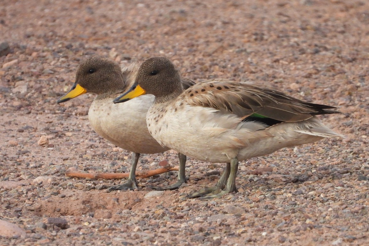 Yellow-billed Teal (oxyptera) - ML615192795