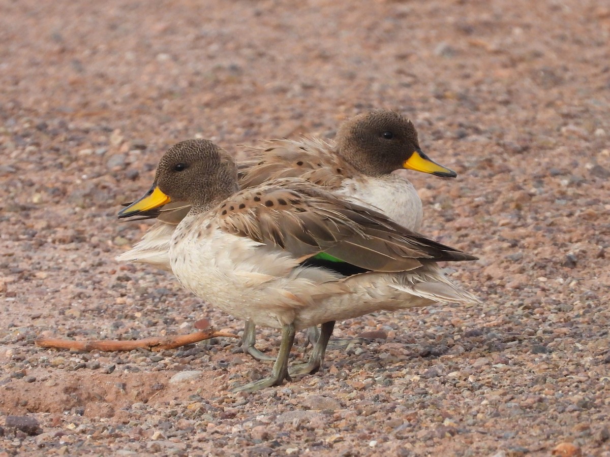 Yellow-billed Teal (oxyptera) - ML615192796