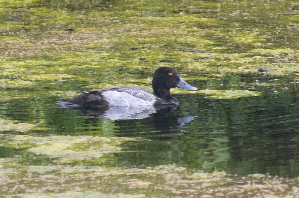 Lesser Scaup - ML615192815